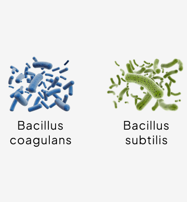 probiotic blend